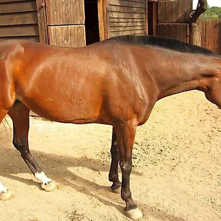 Areal Botanika 4*