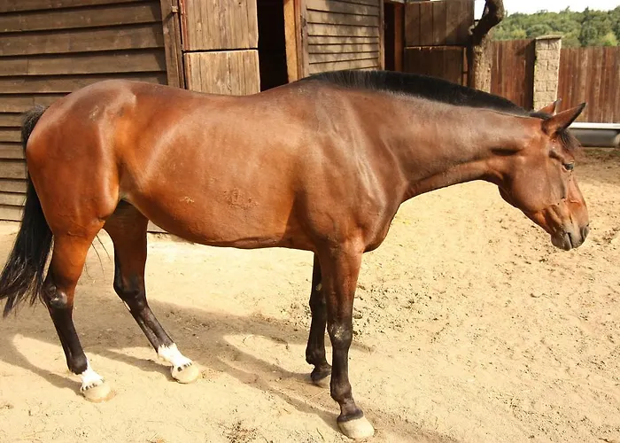 Hotel Areal Botanika 4*